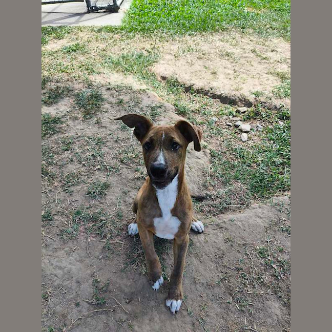 Photo of Shaggy