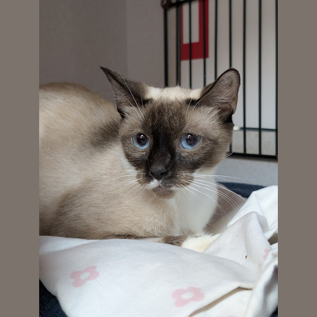 Photo of Duchess