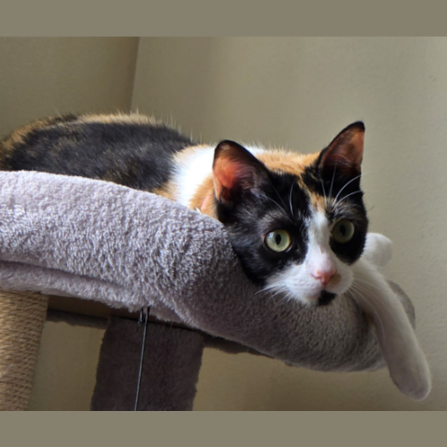 Photo of Saffron