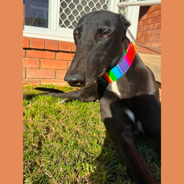 Photo of Chance, The Greyhound