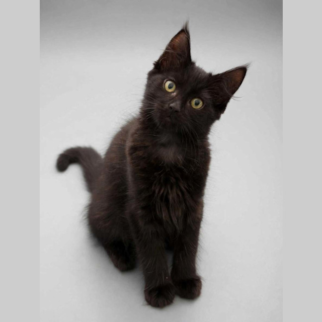 Photo of Jet