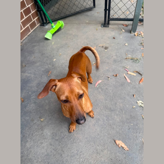 Photo of Daisy