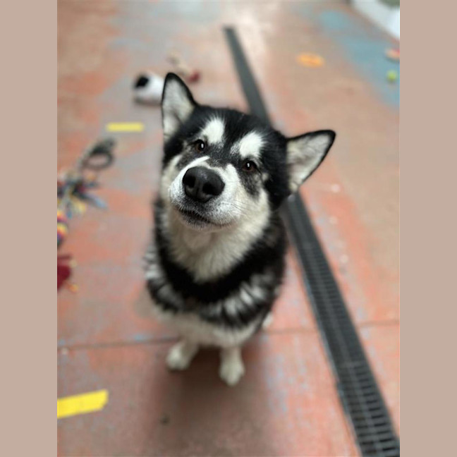 Photo of Loki