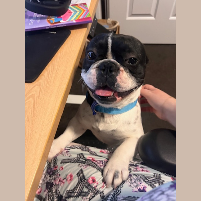 Photo of Frankie   2 Year Old French Bulldog