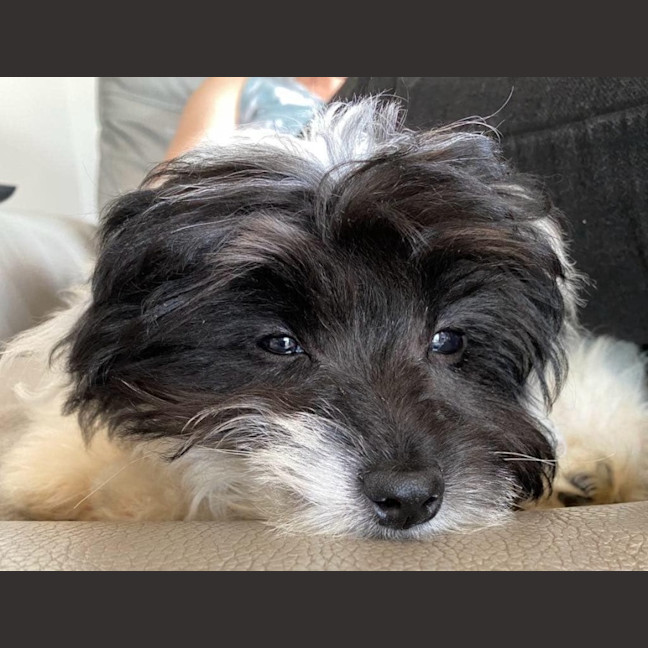 Photo of Pippa ❤️🐾