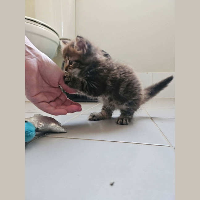 Photo of Rosa (Maisy)