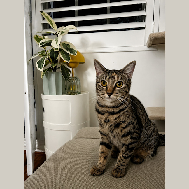 Photo of Flame