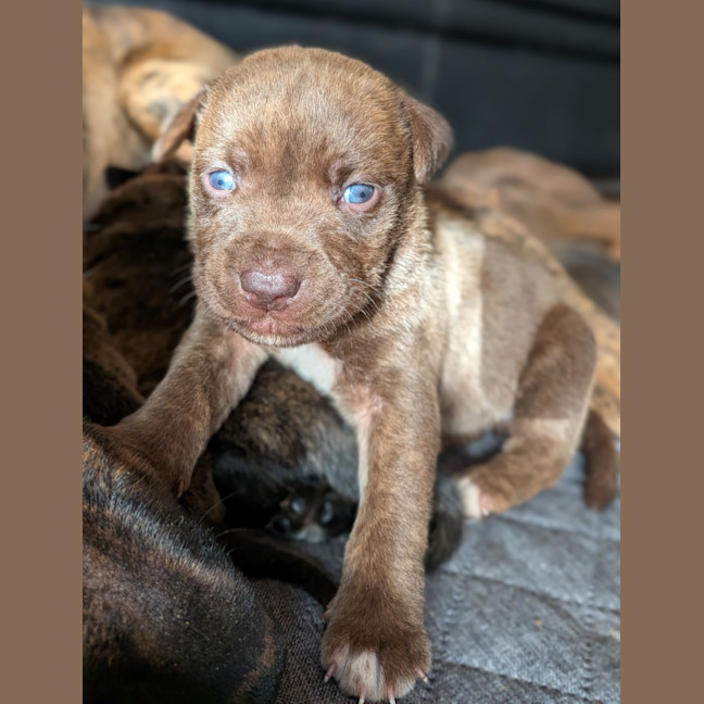 Photo of Duchess