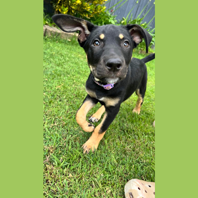 Photo of Maisy