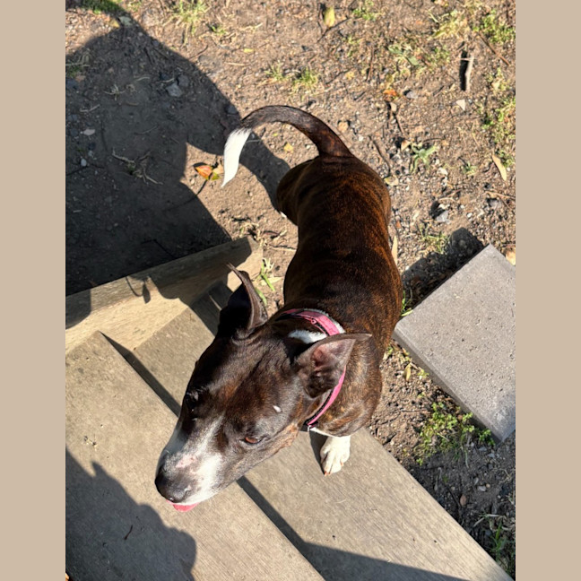 Photo of Stella   1 Year Old Kelpie X Staffy