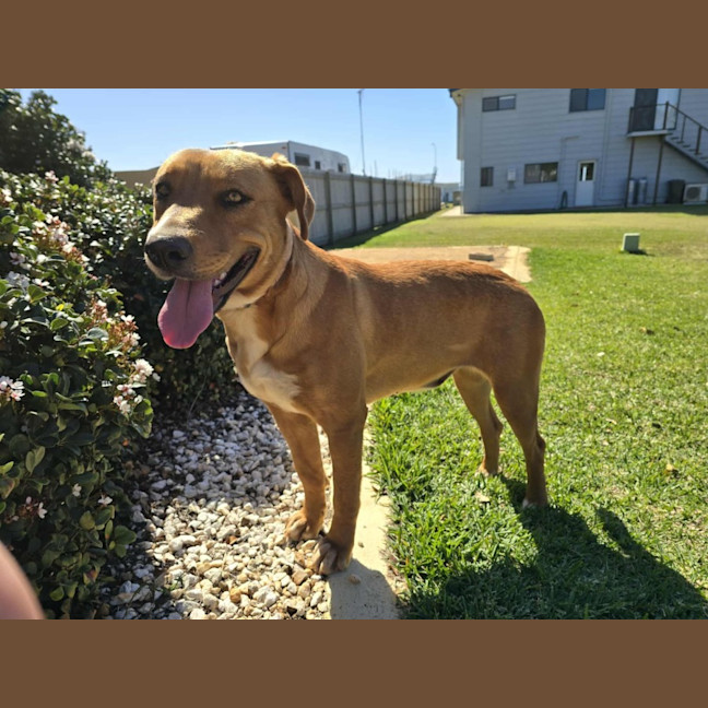 Photo of Honey