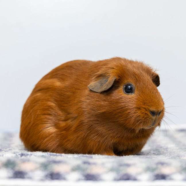 Photo of Cadbury