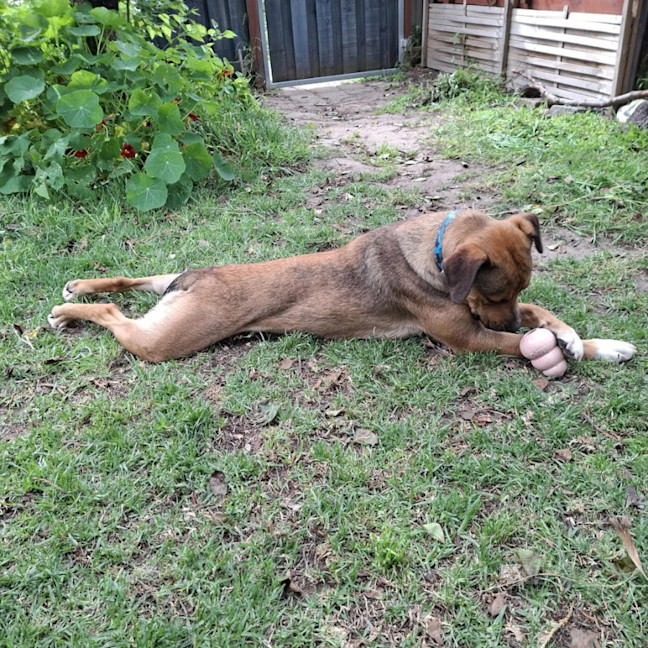 Photo of Maple 