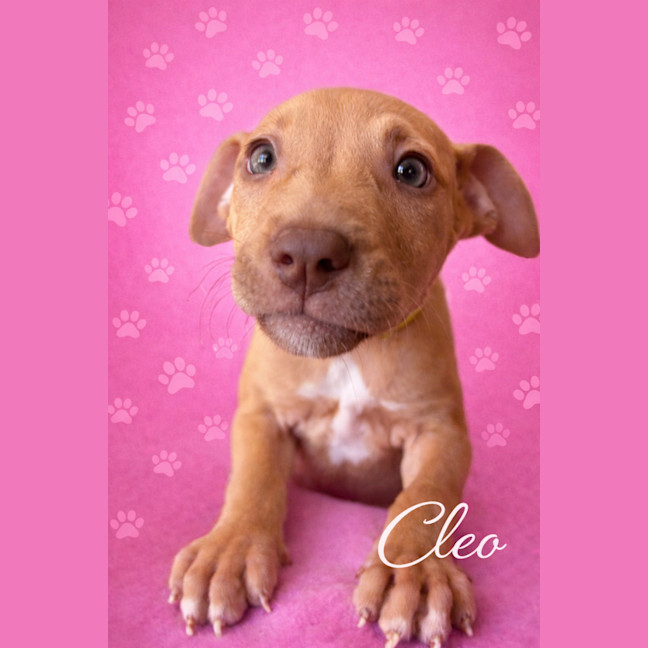 Photo of Cleo