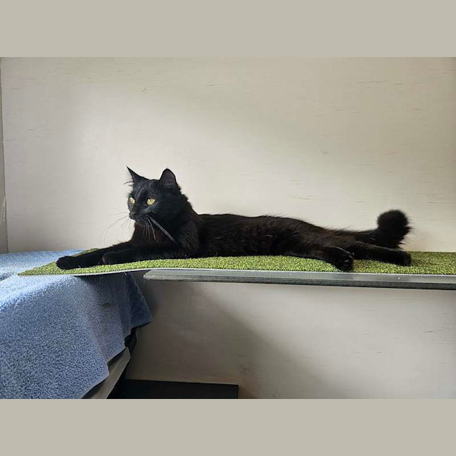 Photo of Smokie