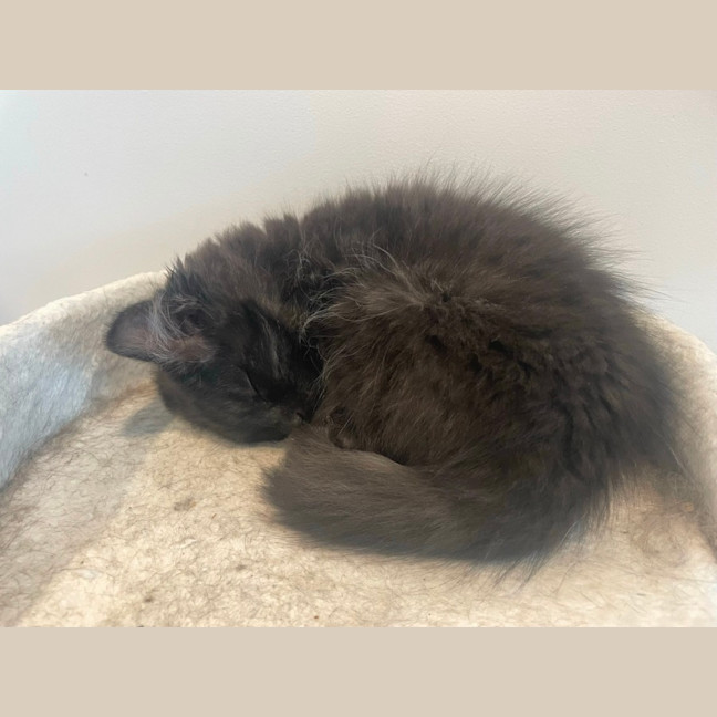 Photo of Comet ☄️