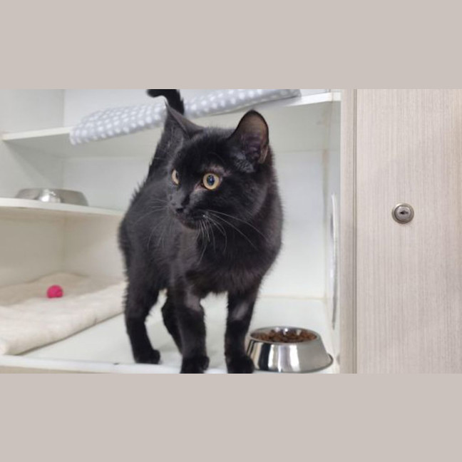 Photo of Kuro
