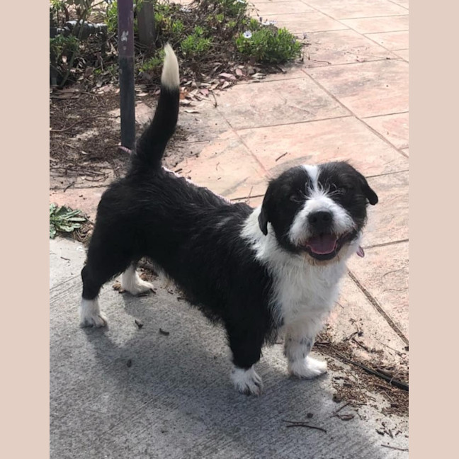 Photo of Rocco