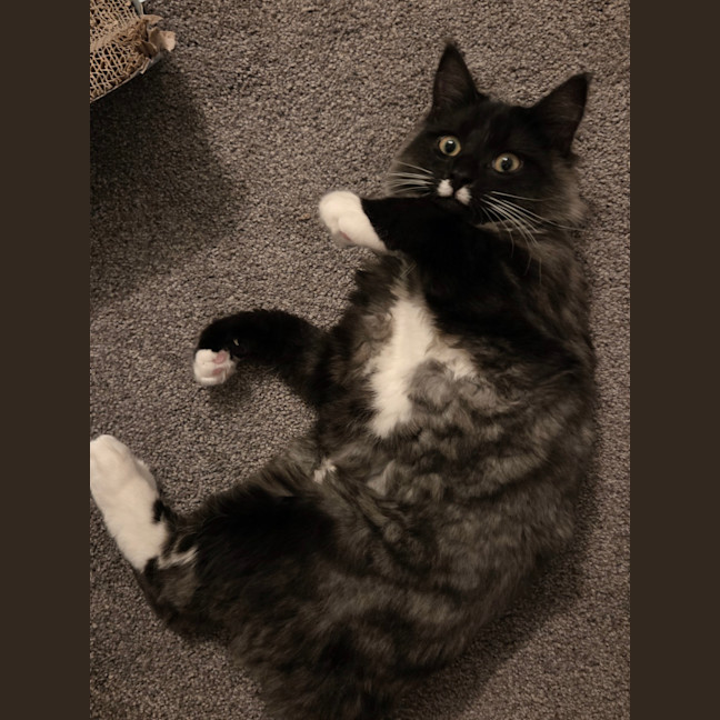 Photo of Nero (Was Fun Guy)