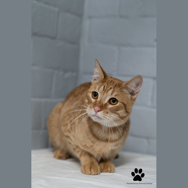 Photo of Ronald