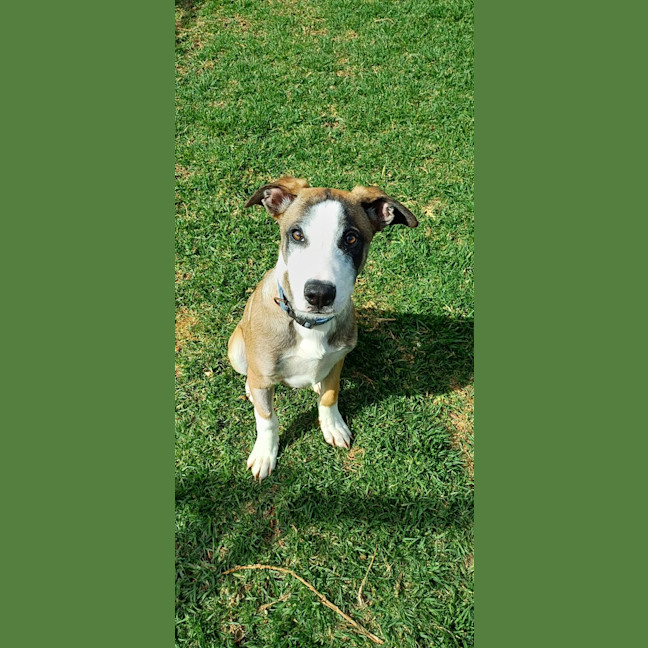 Photo of Baz