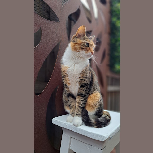 Photo of Tilly