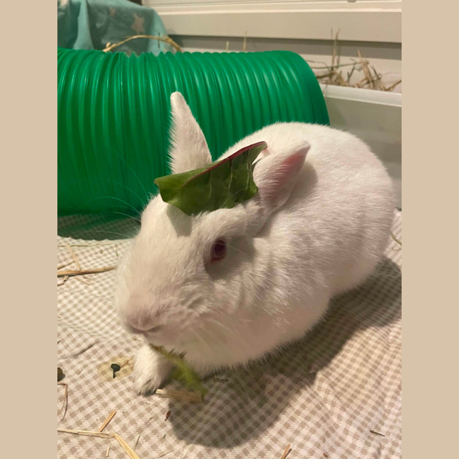 Photo of Happy Gizmo