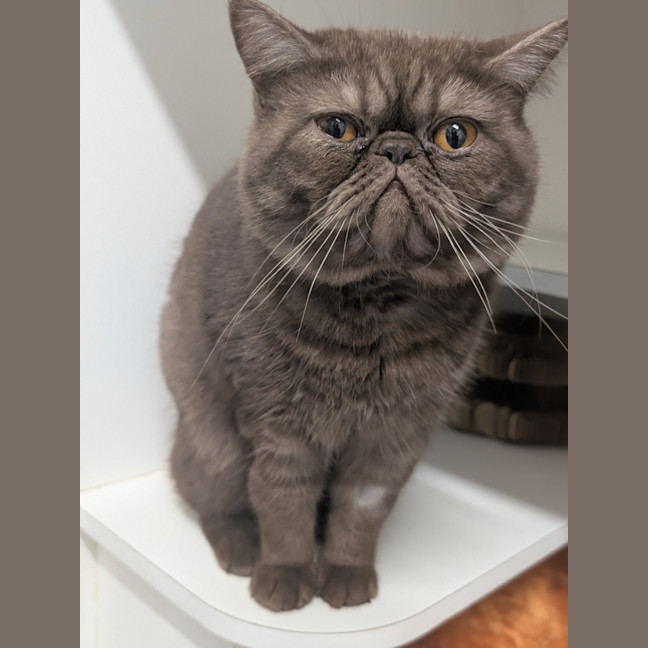Photo of Kingston