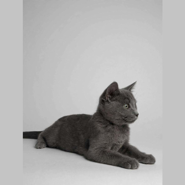Photo of Stanley