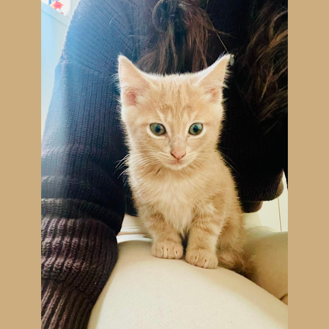 Photo of Hiccup