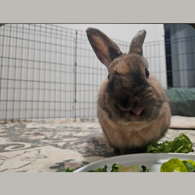 Photo of Dusty