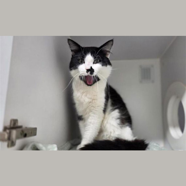 Photo of Snuffles