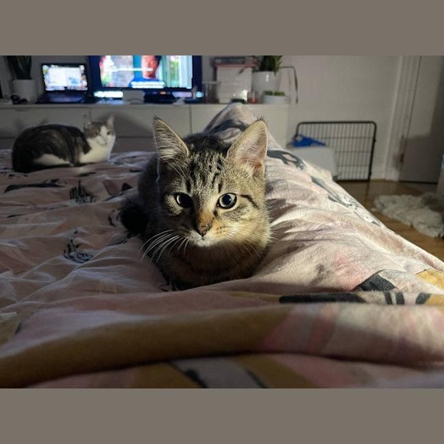 Photo of Chico   Located In Bentleigh East