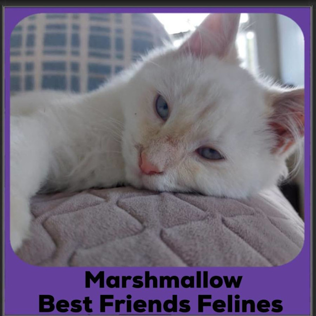 Photo of Marshmallow 