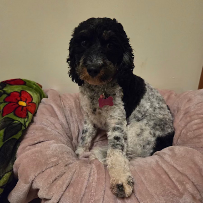 Photo of Scarlett