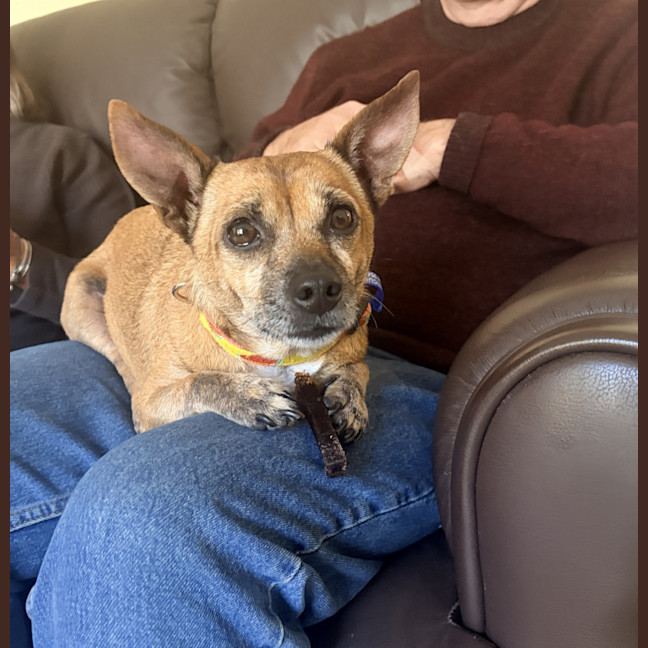Photo of Nala 💝5yo Jack Russell X