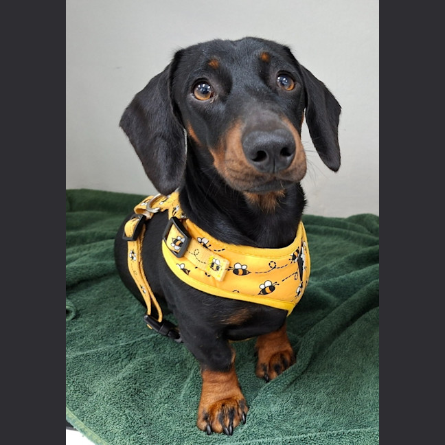 Photo of Sam