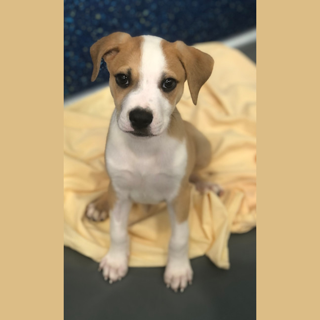 Photo of Louie