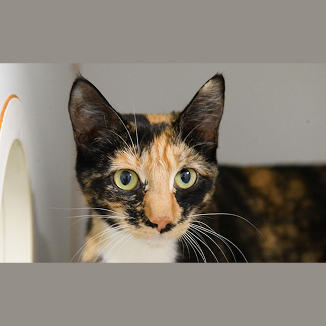 Photo of Willow