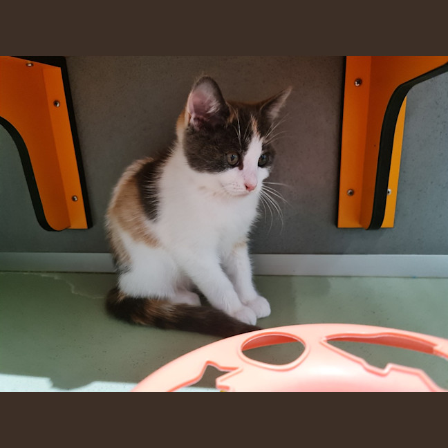 Photo of Willow 