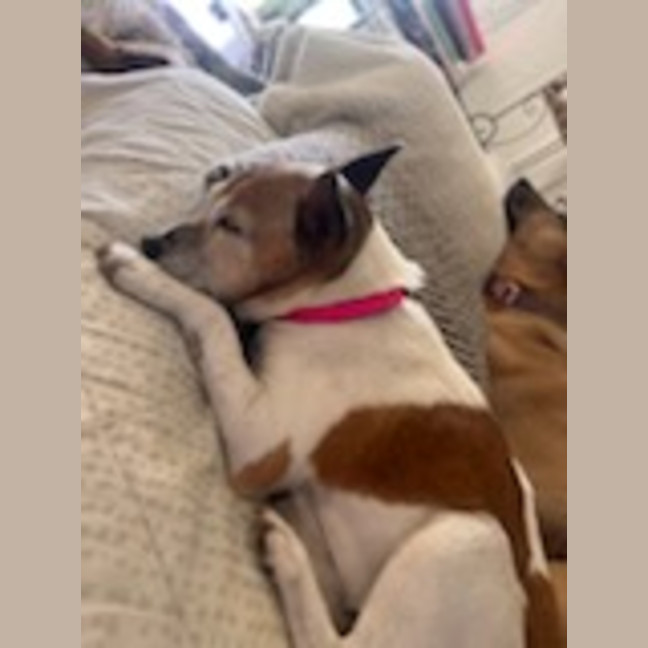 Photo of Jessie 