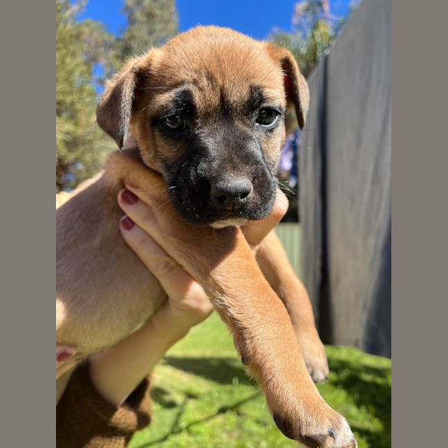 Photo of Pippin