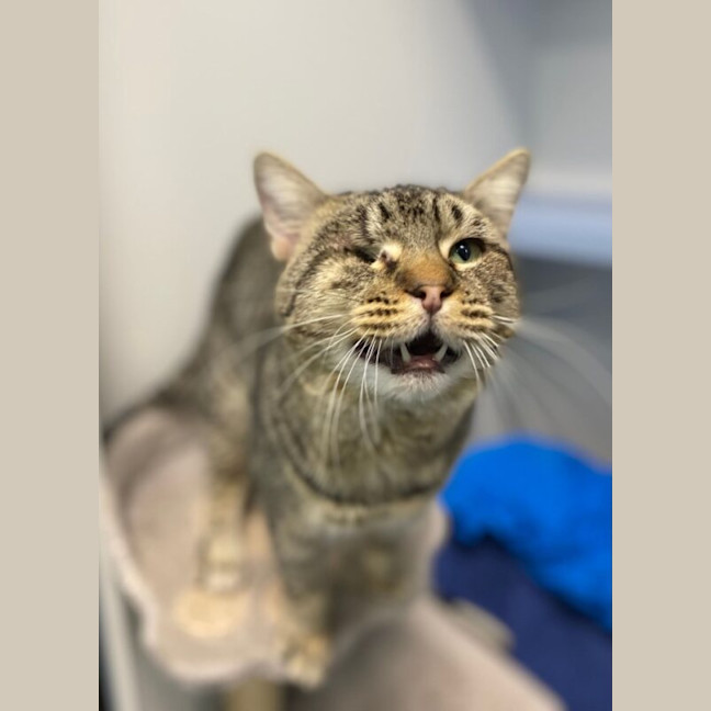 Photo of Cookie