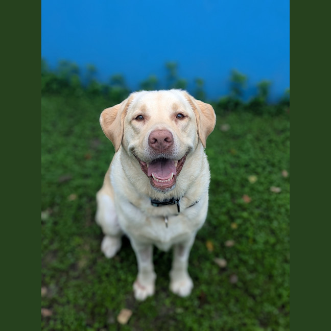 Photo of Willow