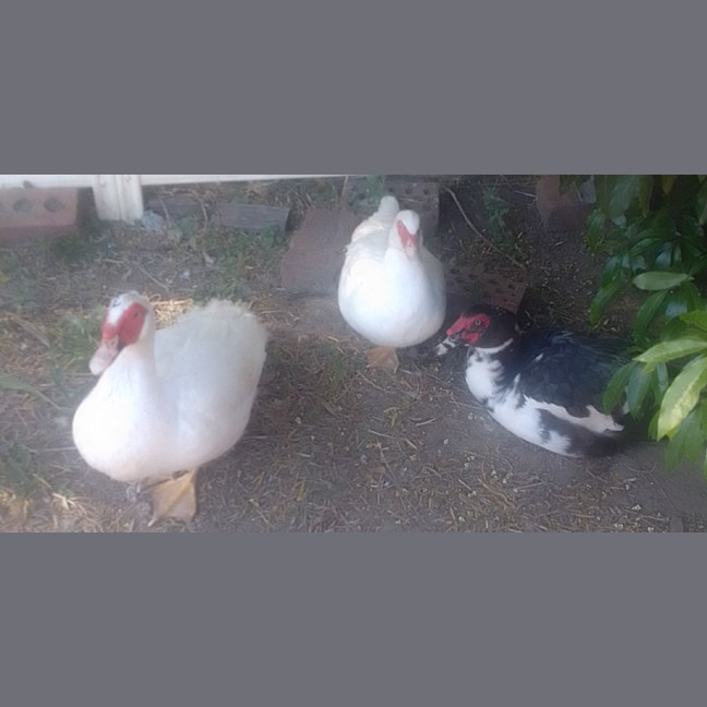 Photo of Ducks & Ducklings