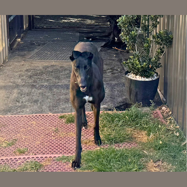 Photo of Jett