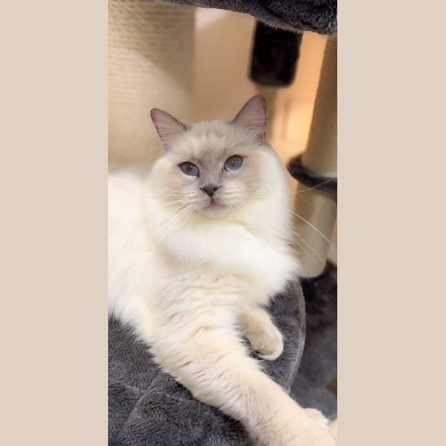 Photo of Willow
