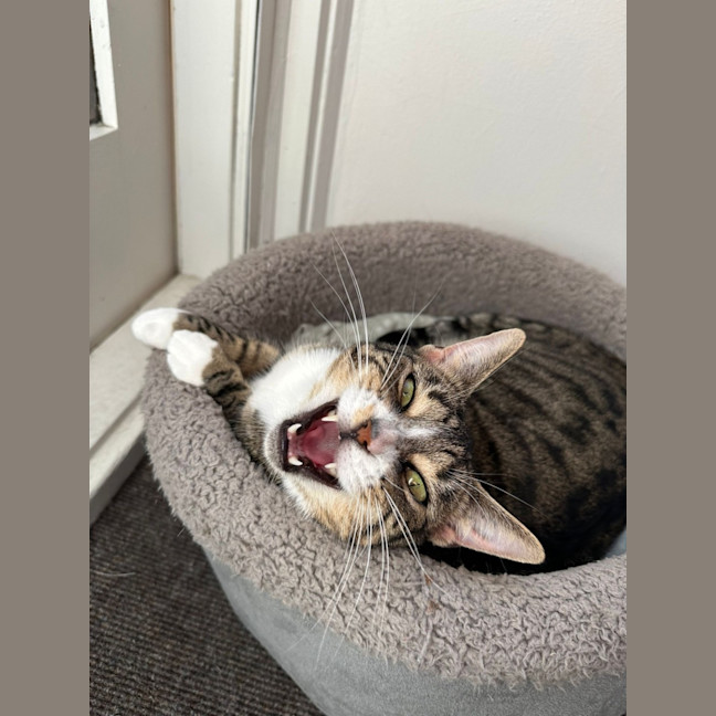 Photo of Artemis