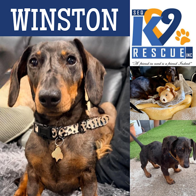 Photo of Winston
