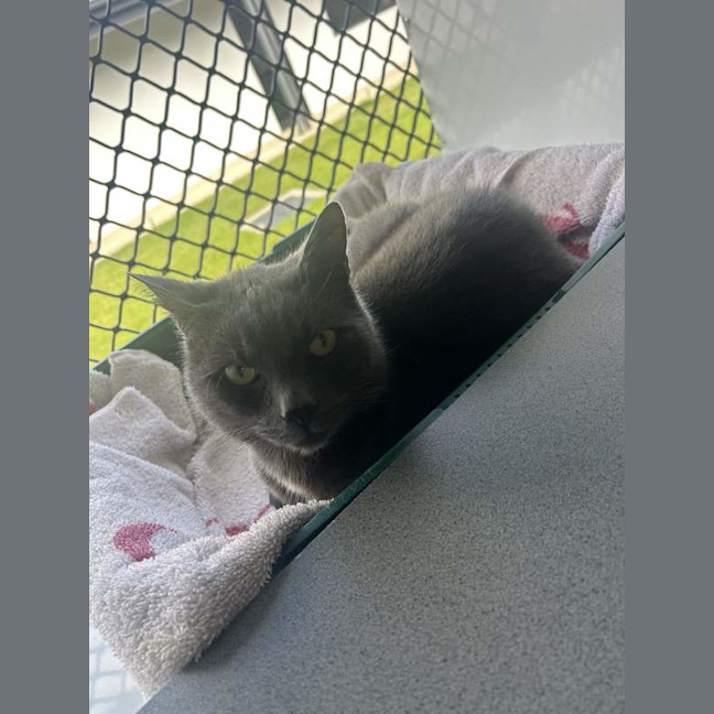 Photo of Smokey
